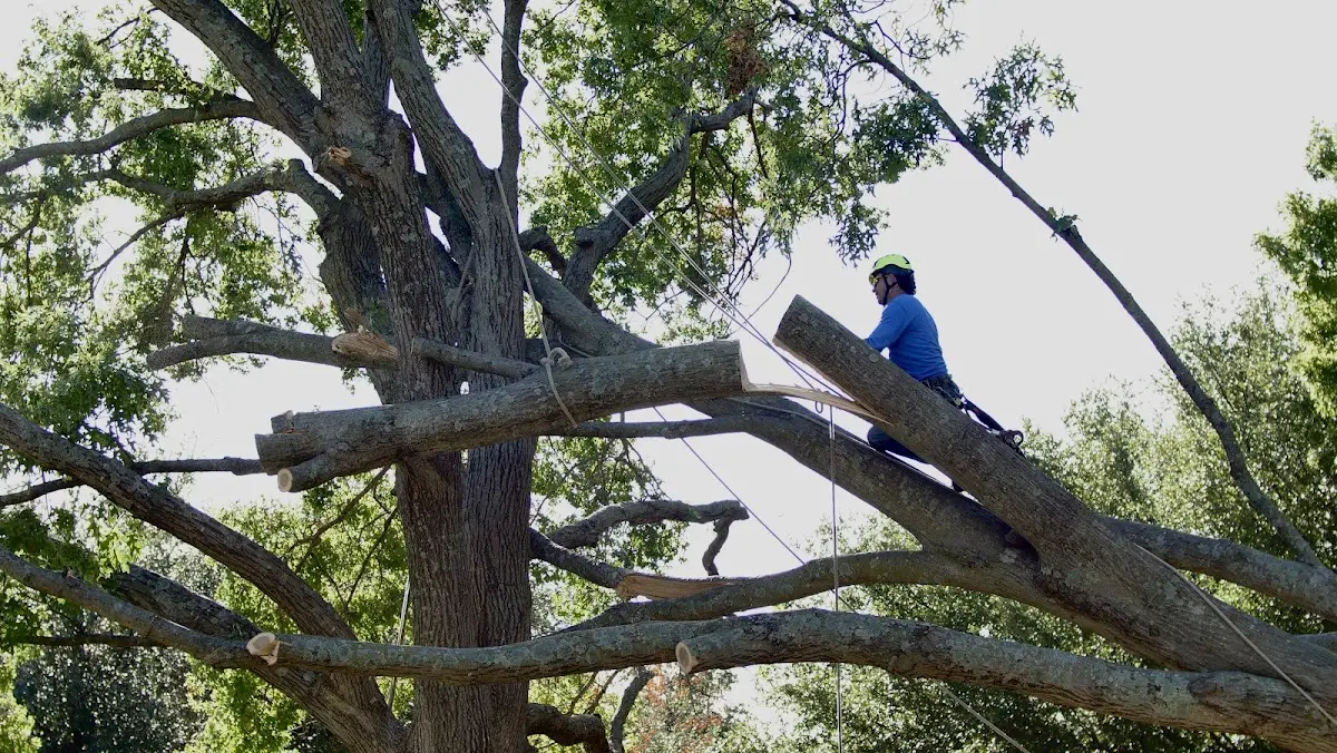 Professional Hazardous Tree Removal performed by certified arborists in Belleville